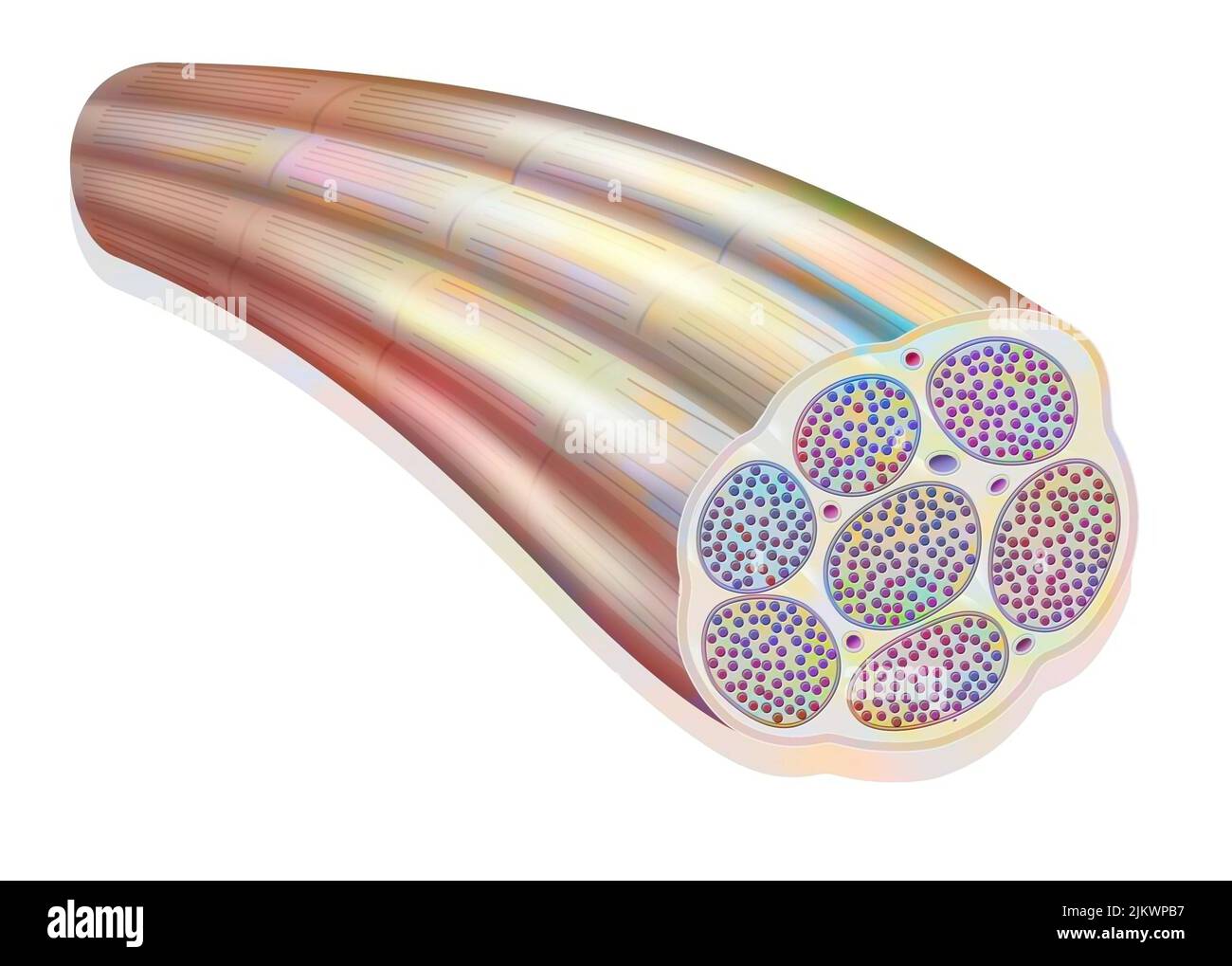 Muskelfasern, die die Myofibrillen aus Myofilamenten (Aktin und Myosin) zeigen. Stockfoto