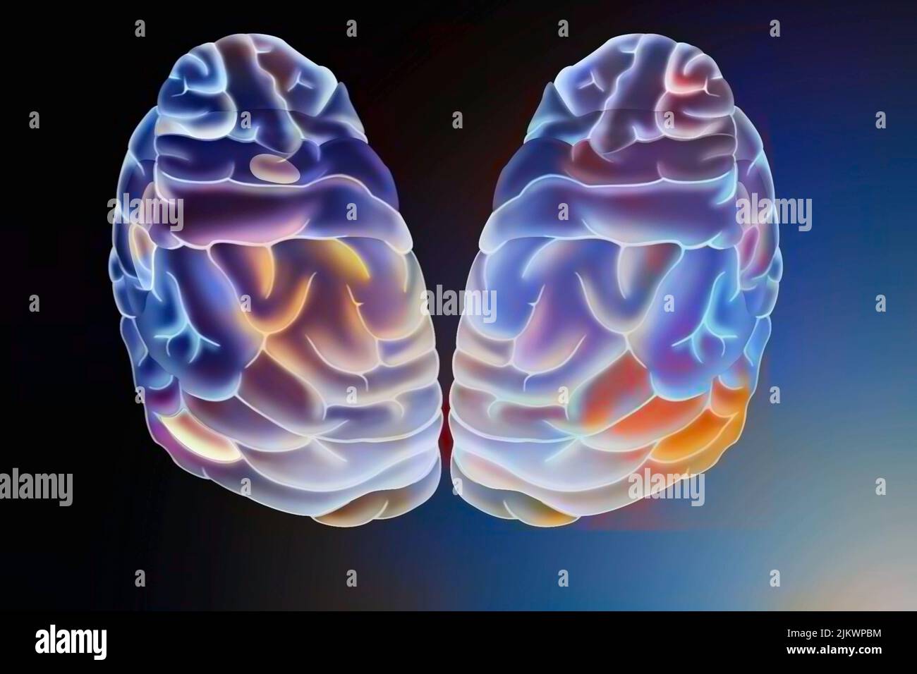 Zeichnung eines menschlichen Gehirns und seiner verschiedenen Bereiche. Stockfoto