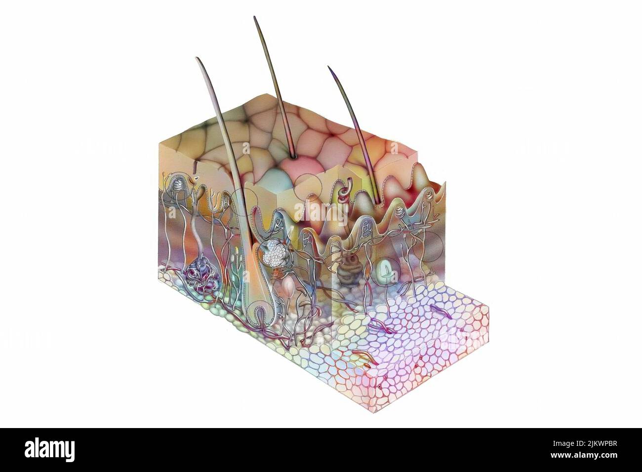 Schnitt der Haut mit ihren verschiedenen Komponenten wie Follikel, Haare. Stockfoto Schnitt der Haut mit ihren verschiedenen Komponenten wie Follikel, Haare. Stockfoto
