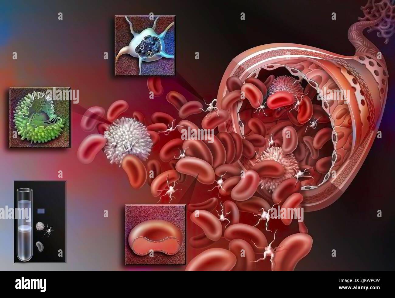 Das Blut besteht aus Plasma: Roten Blutkörperchen, Leukozyten und Blutplättchen. Stockfoto