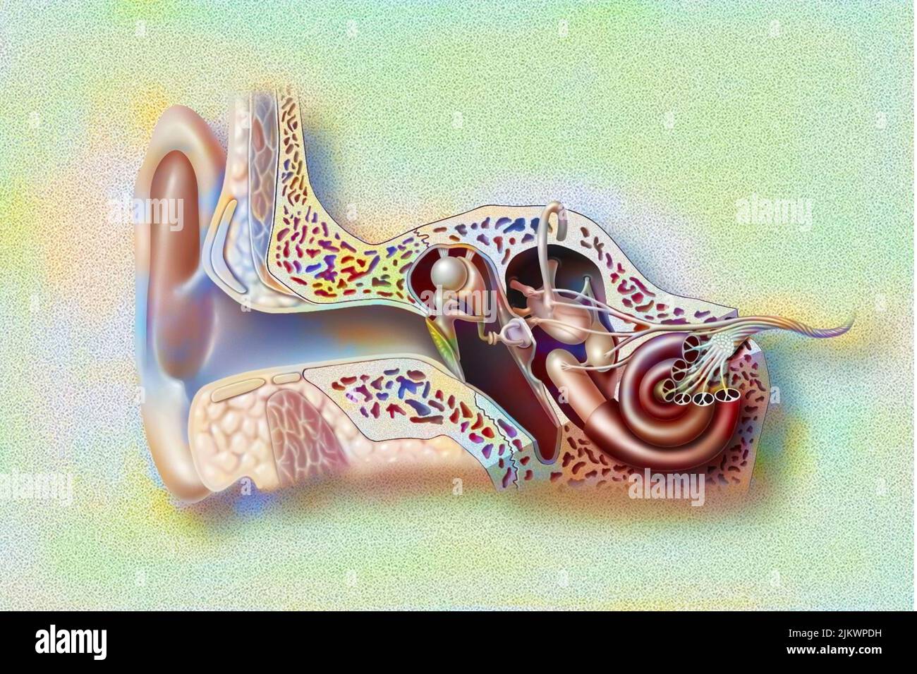 Ohrmuschel mit Gehörgang, Trommelfell und Gehörknöcheln, Cochlea. Stockfoto