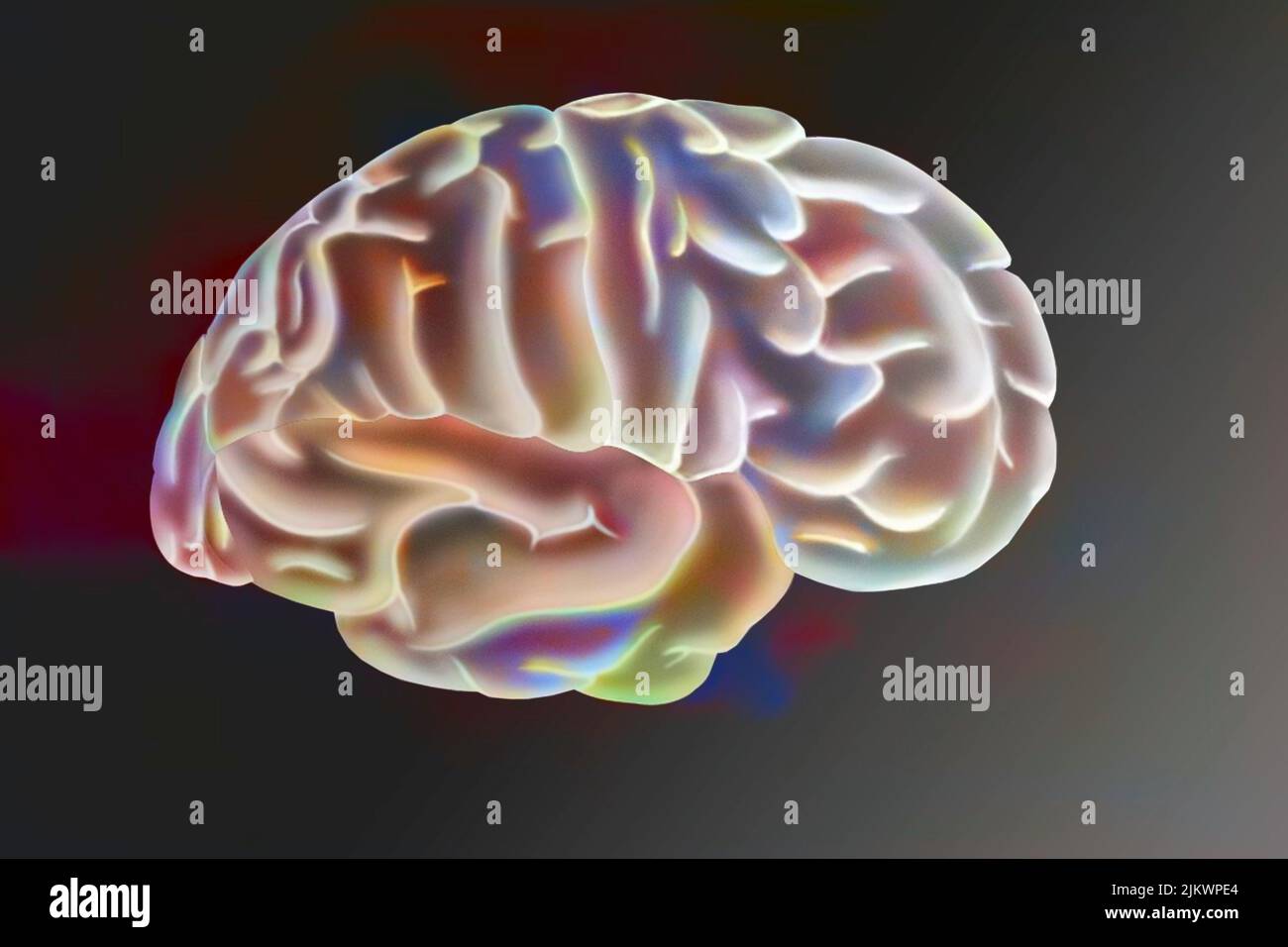Zeichnung eines menschlichen Gehirns und seiner verschiedenen Bereiche. Stockfoto