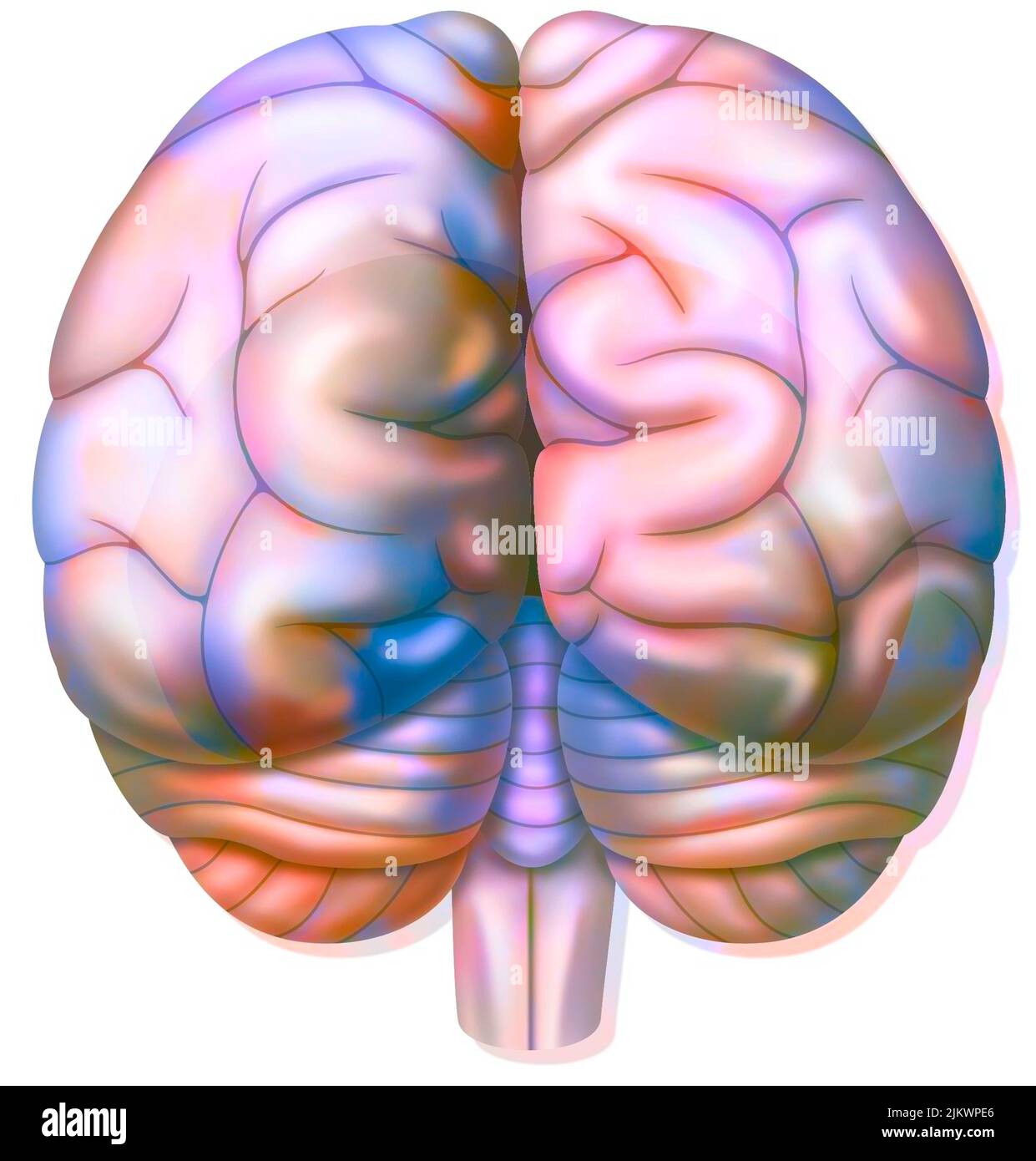 Die Hinterhauptlappen des Gehirns in der hinteren Ansicht. Stockfoto