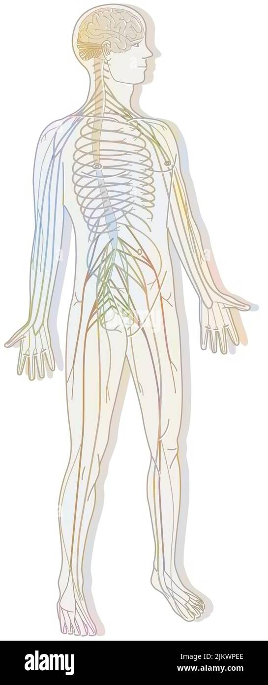 Silhouette mit dem Nervensystem, bestehend aus dem zentralen und peripheren System. Stockfoto