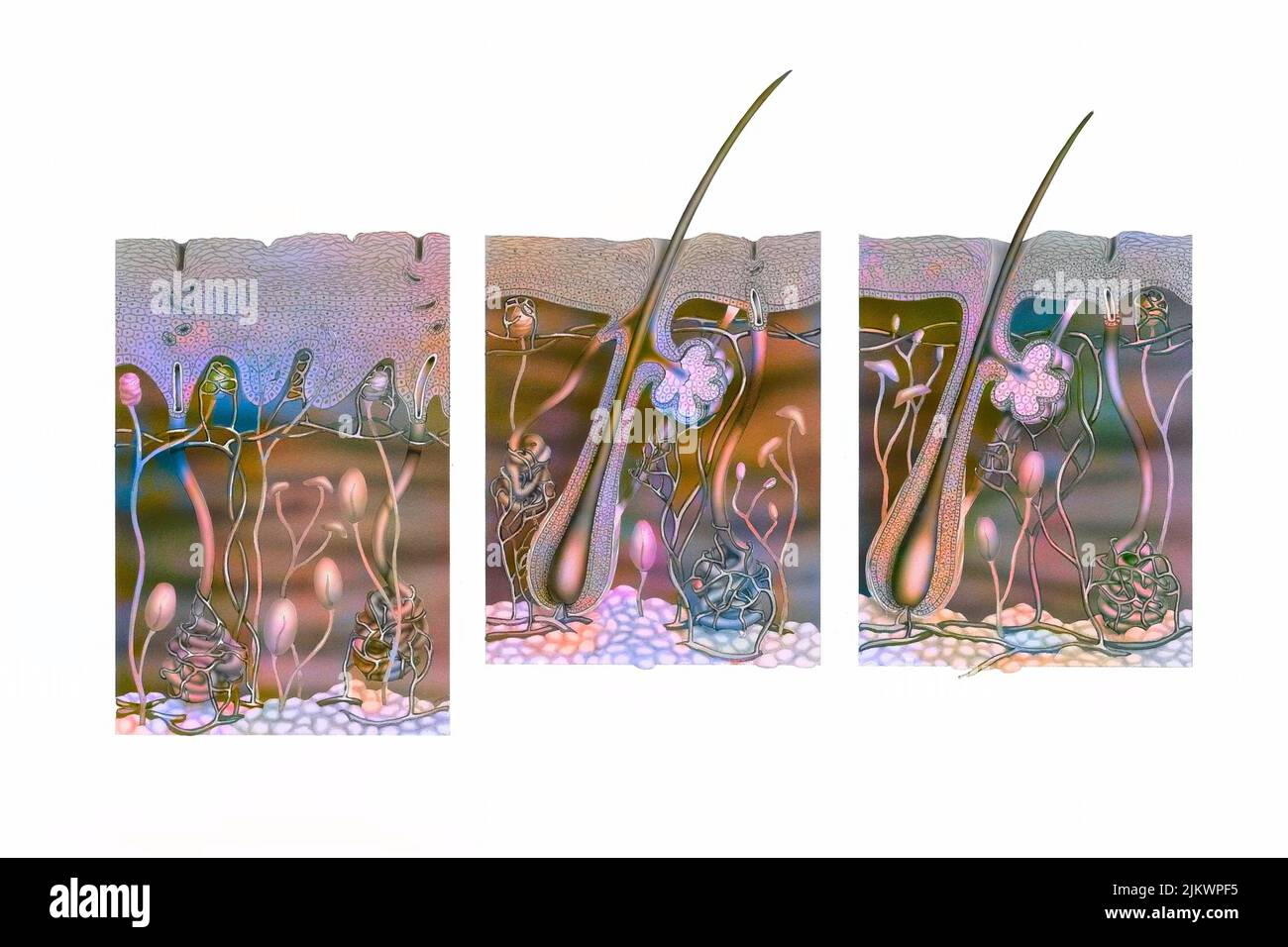 Schnitt der Haut der Handfläche, der Achselhöhle und des restlichen Körpers. Stockfoto Schnitt der Haut der Handfläche, der Achselhöhle und des restlichen Körpers. Stockfoto