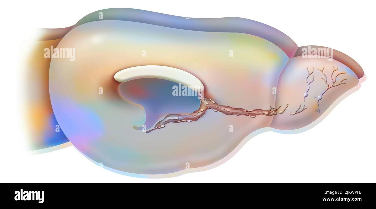 Neurogenese: Gehirn eines erwachsenen Nagetieres mit Migration von Neuroblasten. Stockfoto