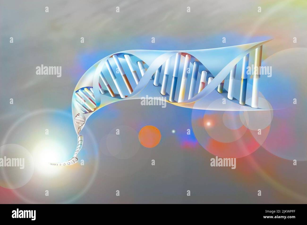 Doppelhelix der DNA mit den Nukleotidbasen: Adenin, Thymin, Cytosin und Guanin. Stockfoto