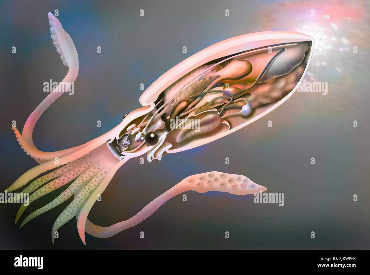 Anatomie des Tintenfischs mit Verdauungsdrüse, Tintenbeutel, Kiemen. Stockfoto