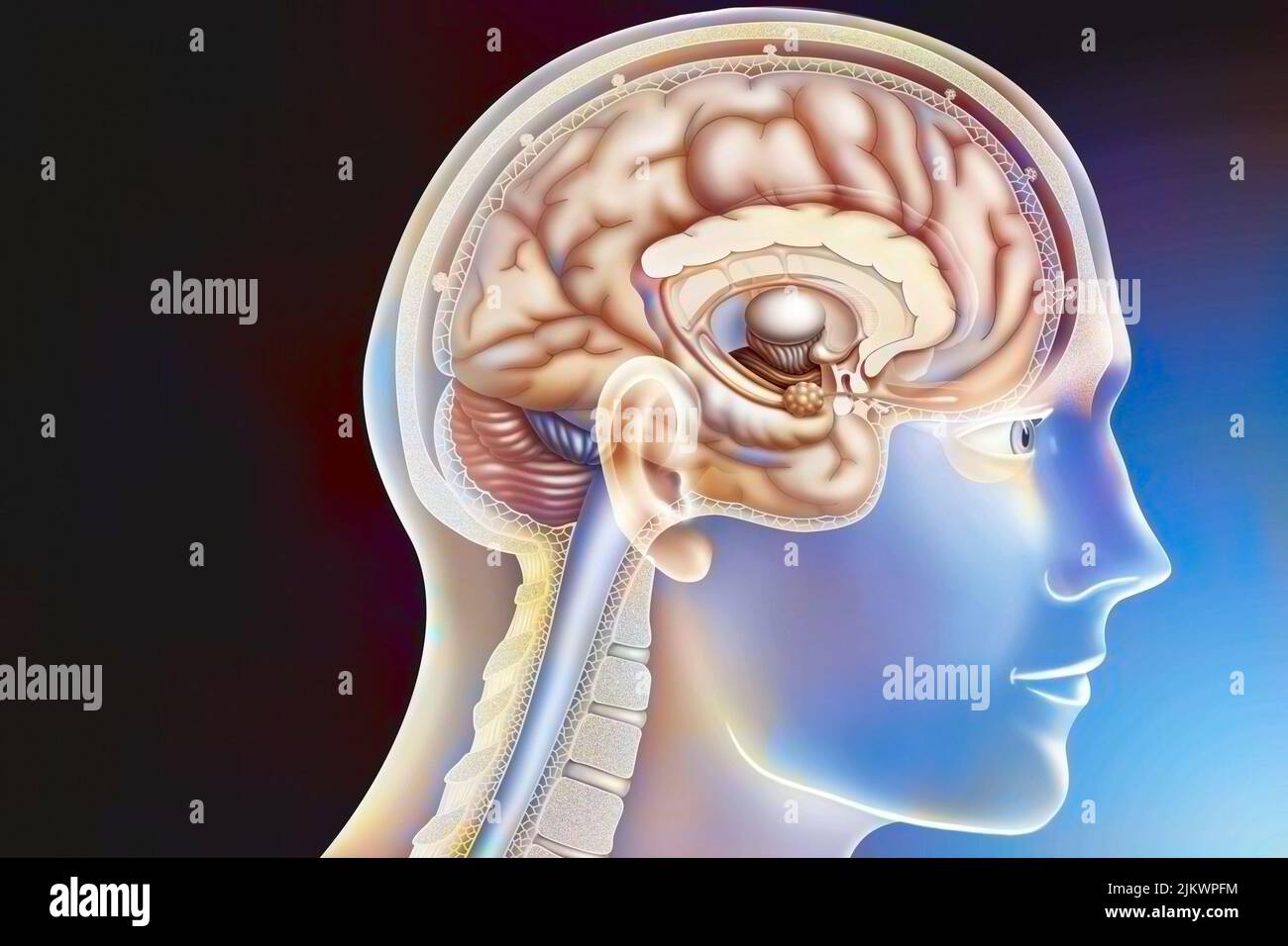 Zeichnung eines sagittalen Abschnitts des Gehirns eines Mannes im Profil. Stockfoto