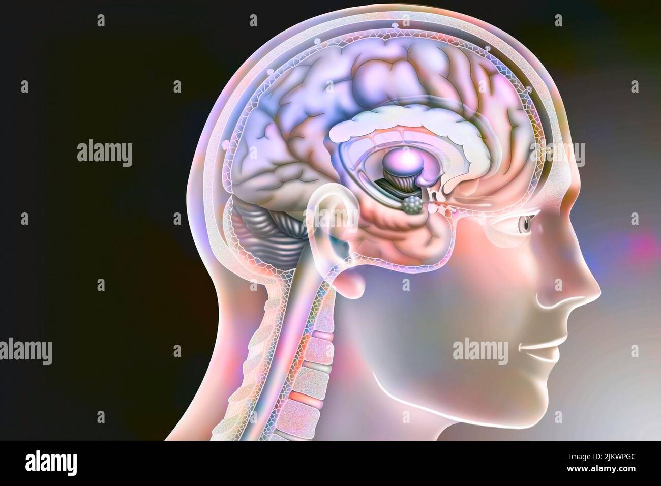 Zeichnung eines sagittalen Abschnitts des Gehirns eines Mannes im Profil. Stockfoto