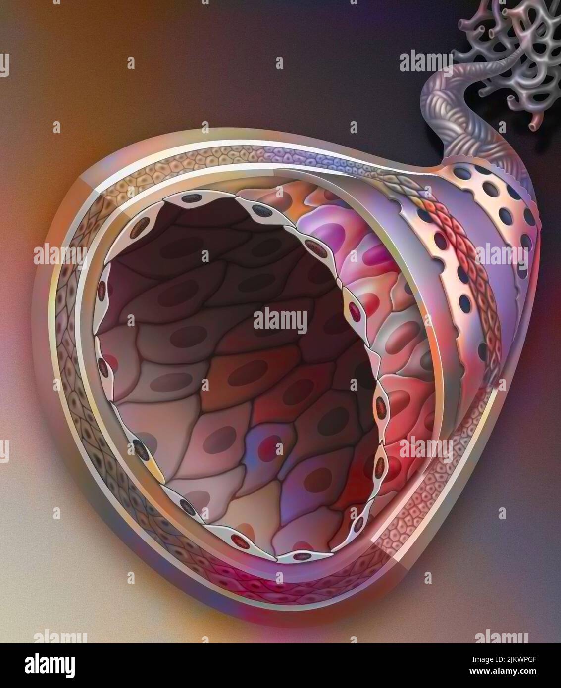 Anatomie eines Blutgefäßes mit seinen verschiedenen Schichten aus Kollagengewebe und elastischem Gewebe. Stockfoto