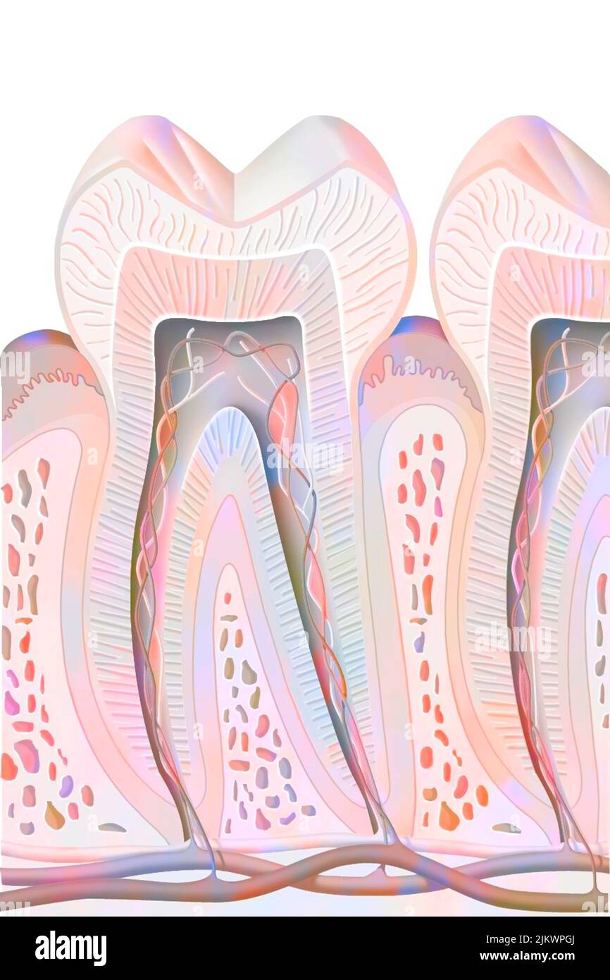 Die Zeichnung des sagittalen Abschnitts der Zähne und seiner Wurzeln. Stockfoto