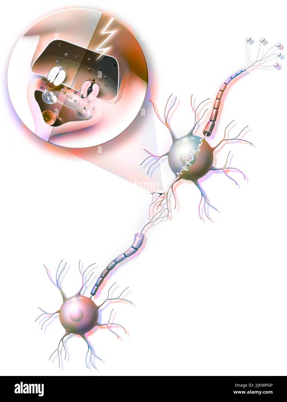 Übertragung von Nervenimpulsen von Neuron A auf Neuron B mit Zoom auf eine Synapse. Stockfoto