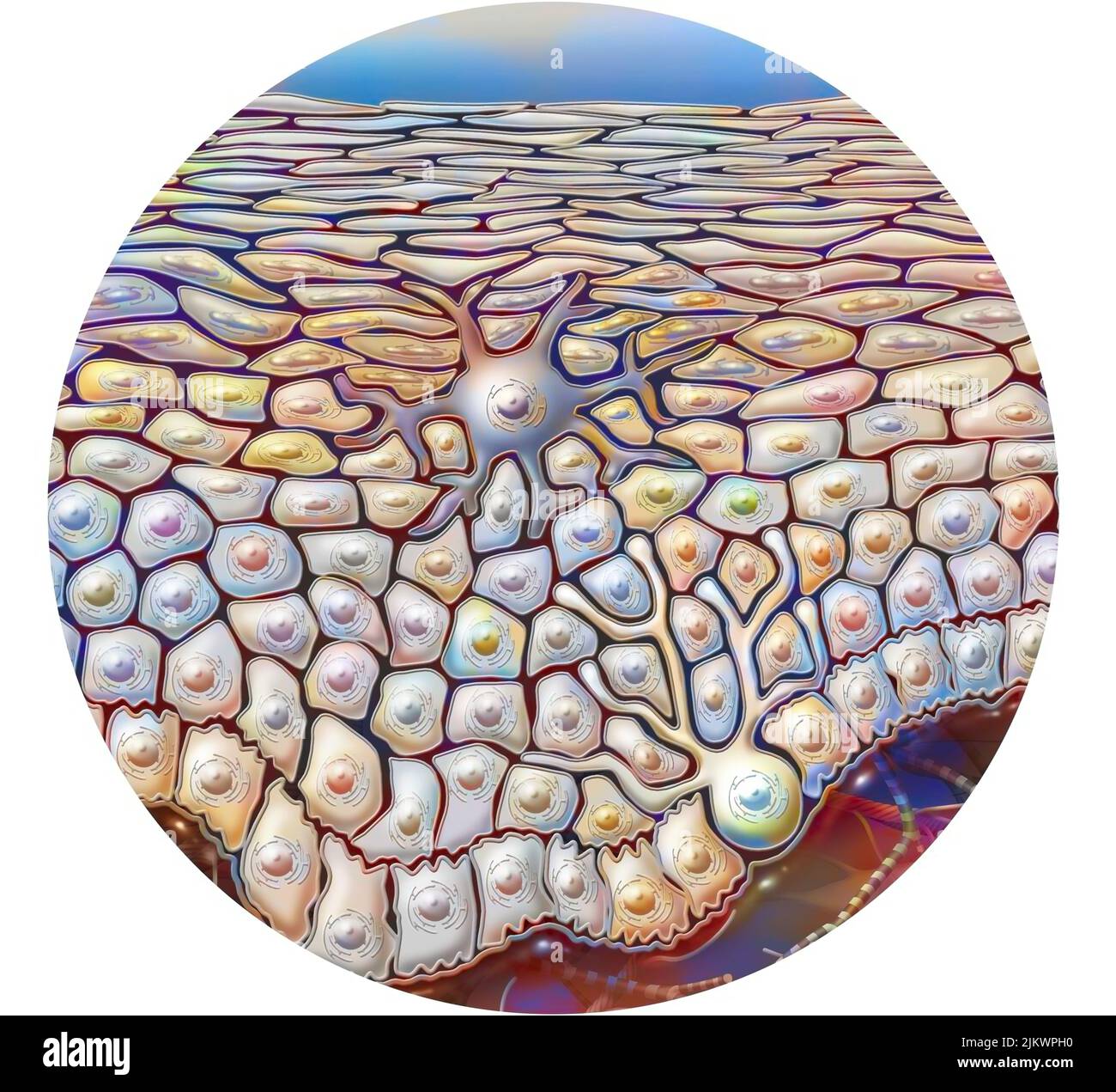 Haut-Epidermis von der Basalschicht bis zum Stratum corneum. Stockfoto