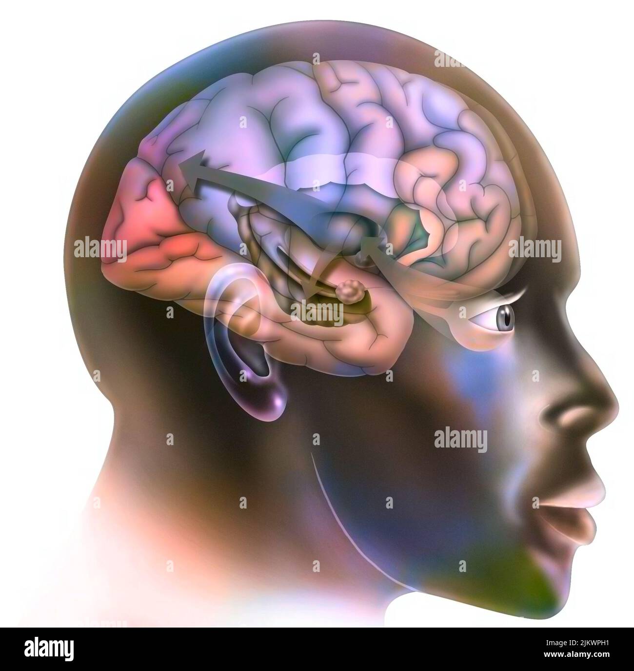 Der erste Schritt in die Funktionsweise des Gehirns, wenn Sie sich verlieben. Der Thalamus sendet Informationen an den Hippocampus, der es ihm ermöglicht, sich mit bereits gelebten Erinnerungen zu verbinden, es ist der gleiche Mechanismus wie während eines Stresses. Stockfoto