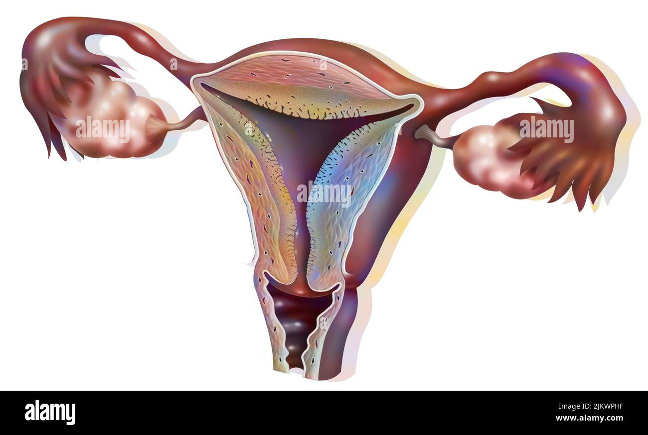 Anatomie der weiblichen Genitalien mit den Eierstöcken, der Gebärmutter. Stockfoto