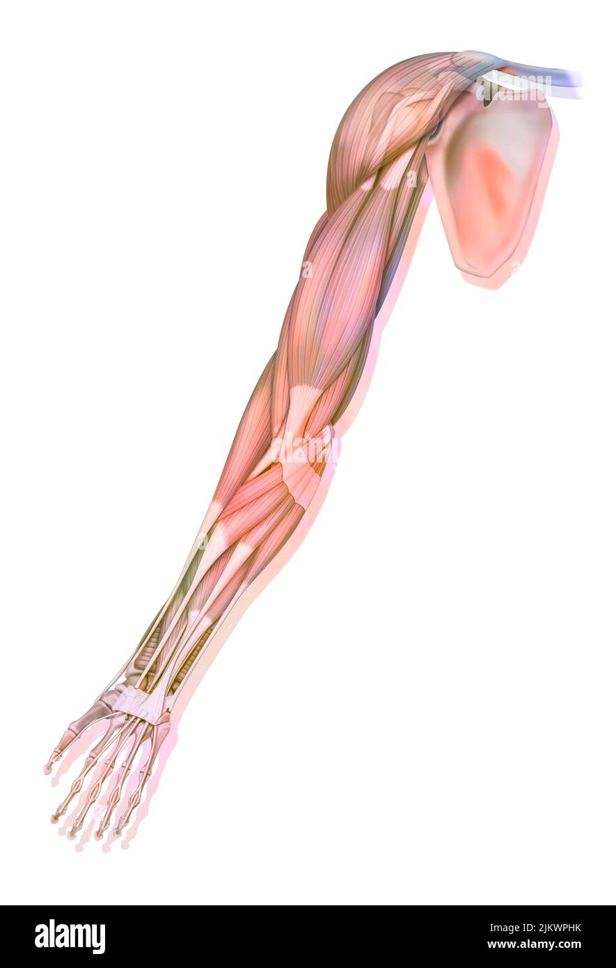 Die Muskeln der oberen rechten Extremität in der anterioren Ansicht. Stockfoto