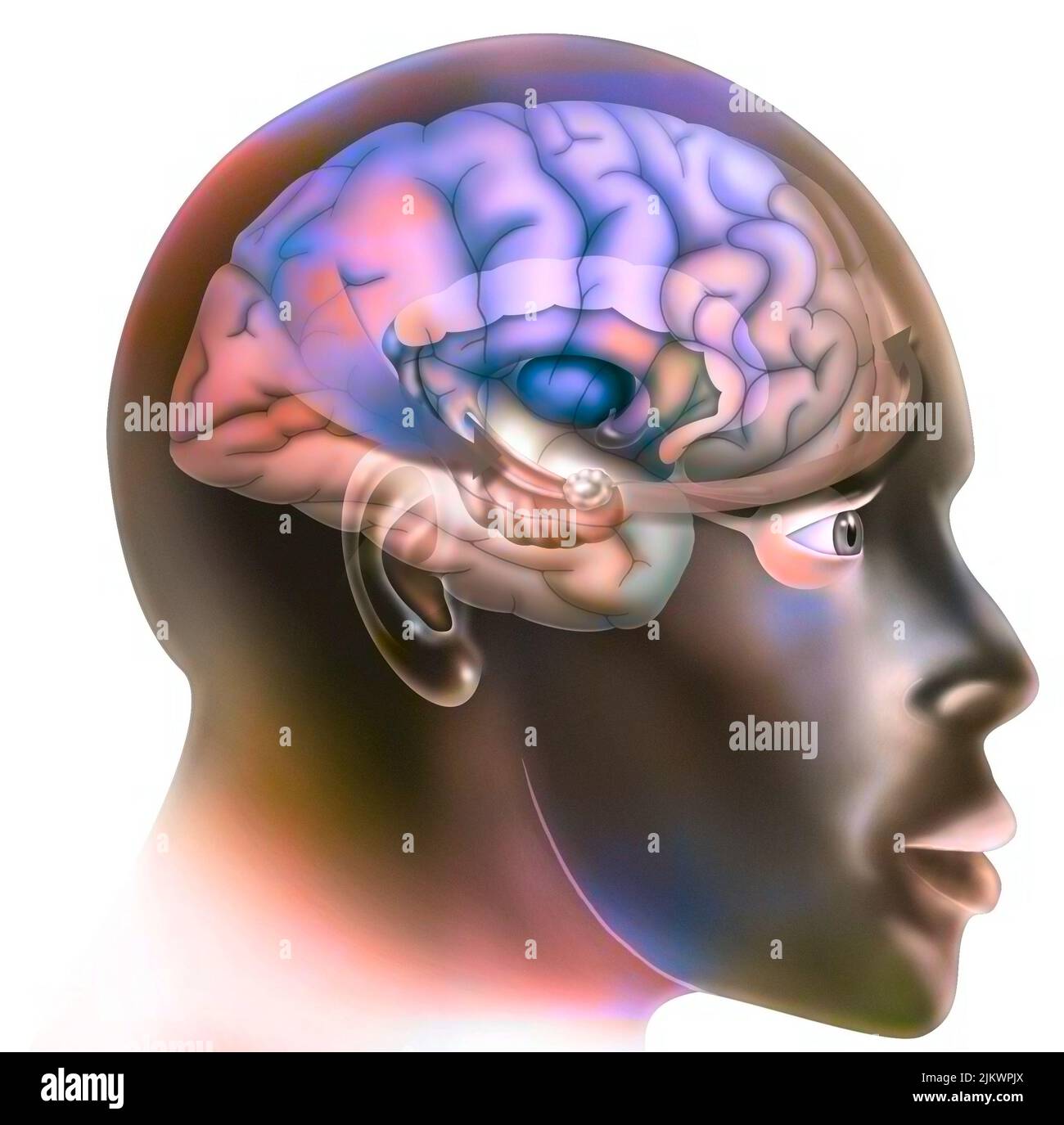 Zweiter Schritt in der Funktionsweise des Gehirns, wenn wir uns verlieben. Das Signal wird an die Amygdala gesendet, was die Wahrnehmung von Gefahr ansieht. Stockfoto