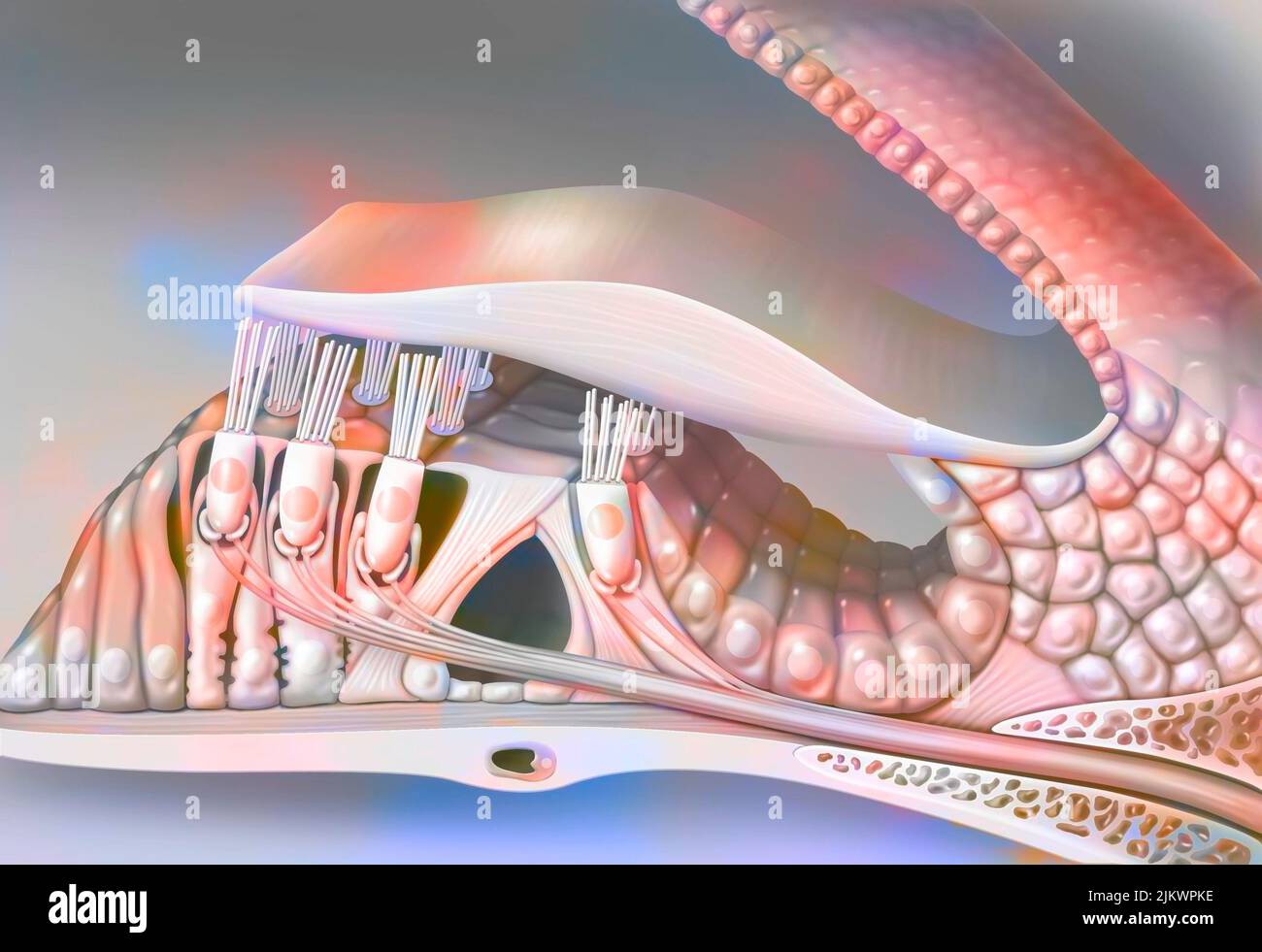 Das Corti-Organ (durch eine Cochlea-Spule geschnitten). Stockfoto
