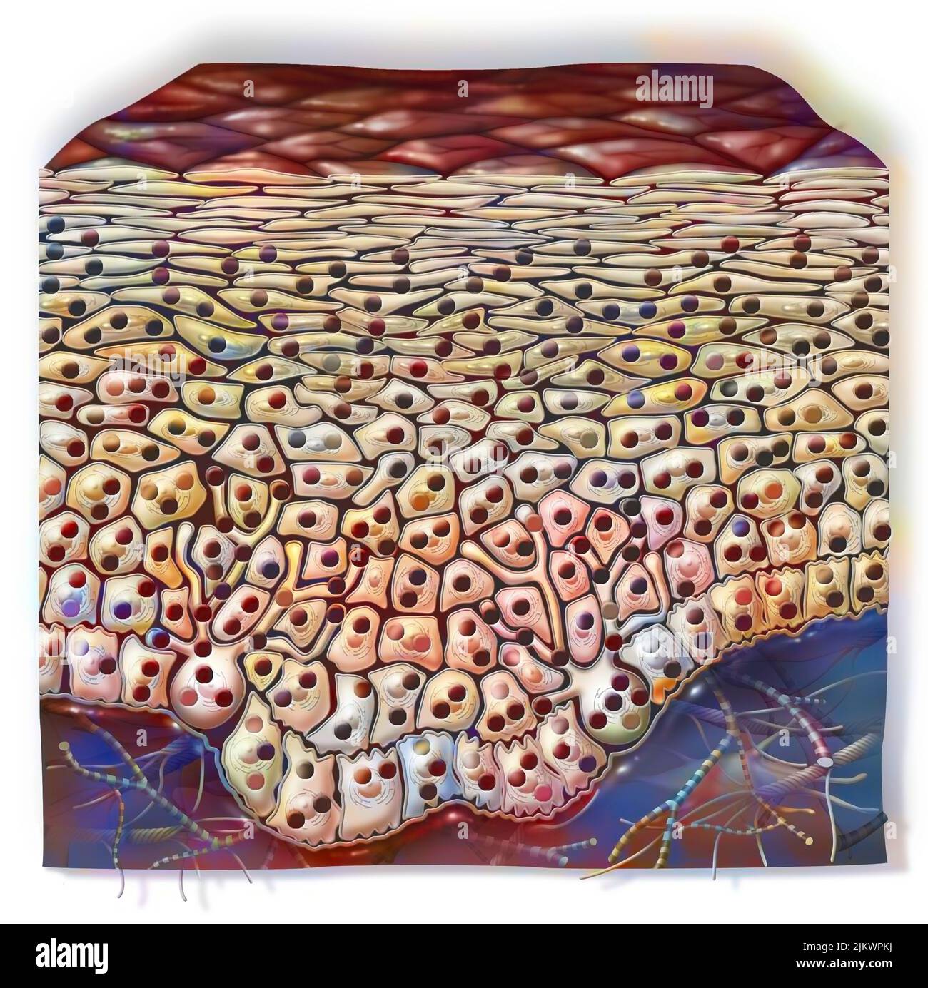 Dunkle phototypische Haut, bei der schwarzes Melanin wichtig ist. Stockfoto