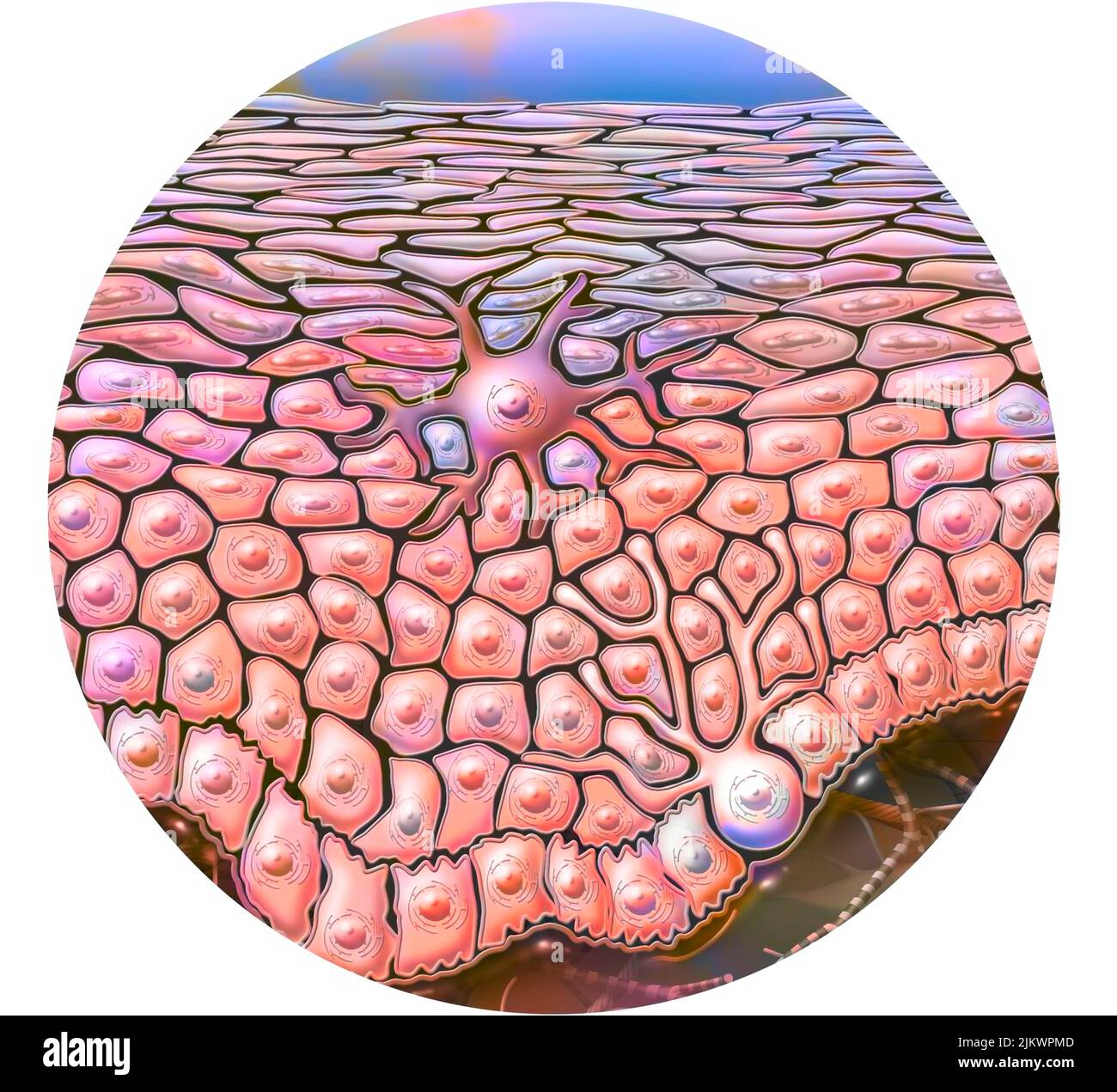 Haut-Epidermis von der Basalschicht bis zum Stratum corneum. Stockfoto