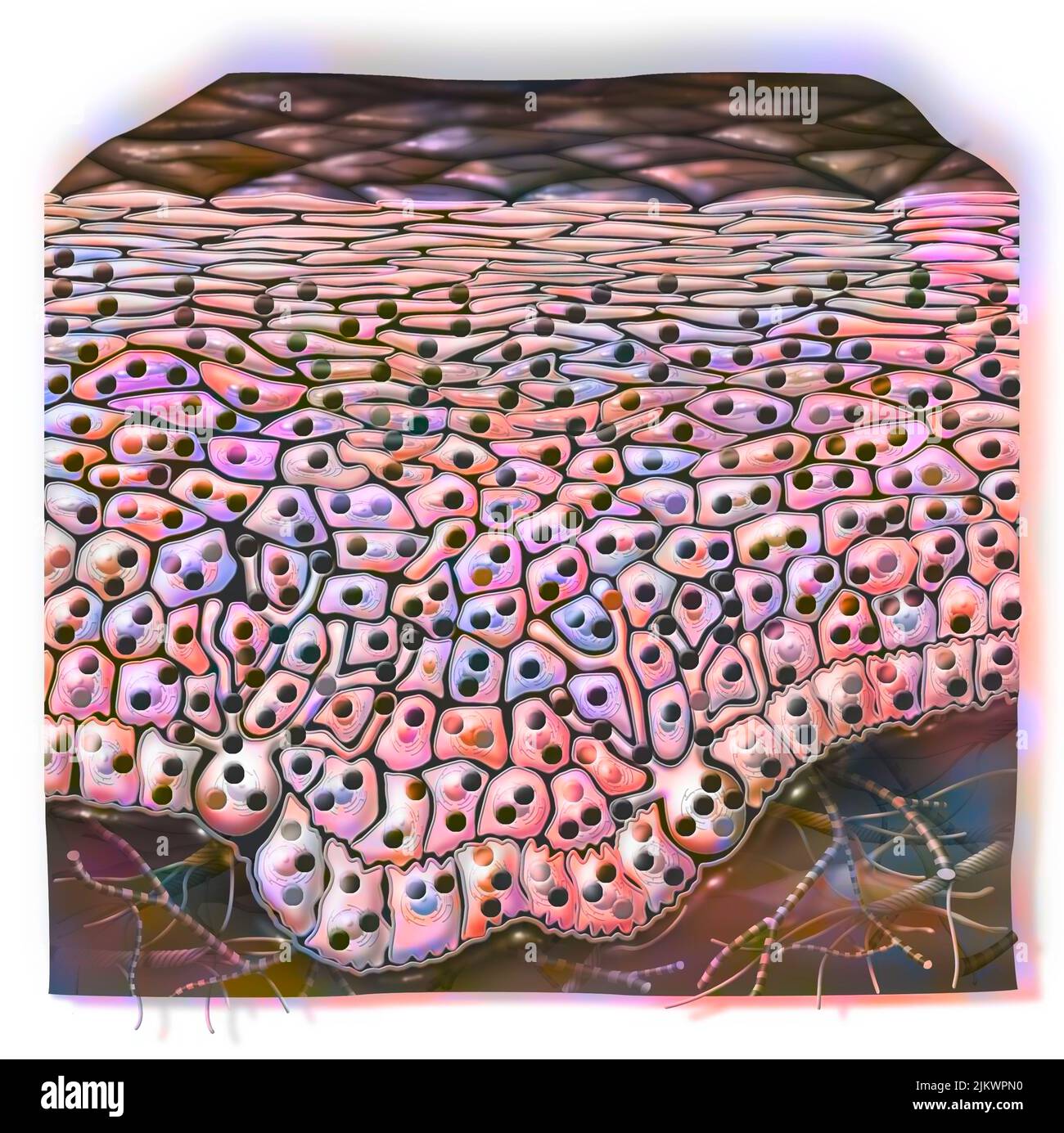 Dunkle phototypische Haut, bei der schwarzes Melanin wichtig ist. Stockfoto