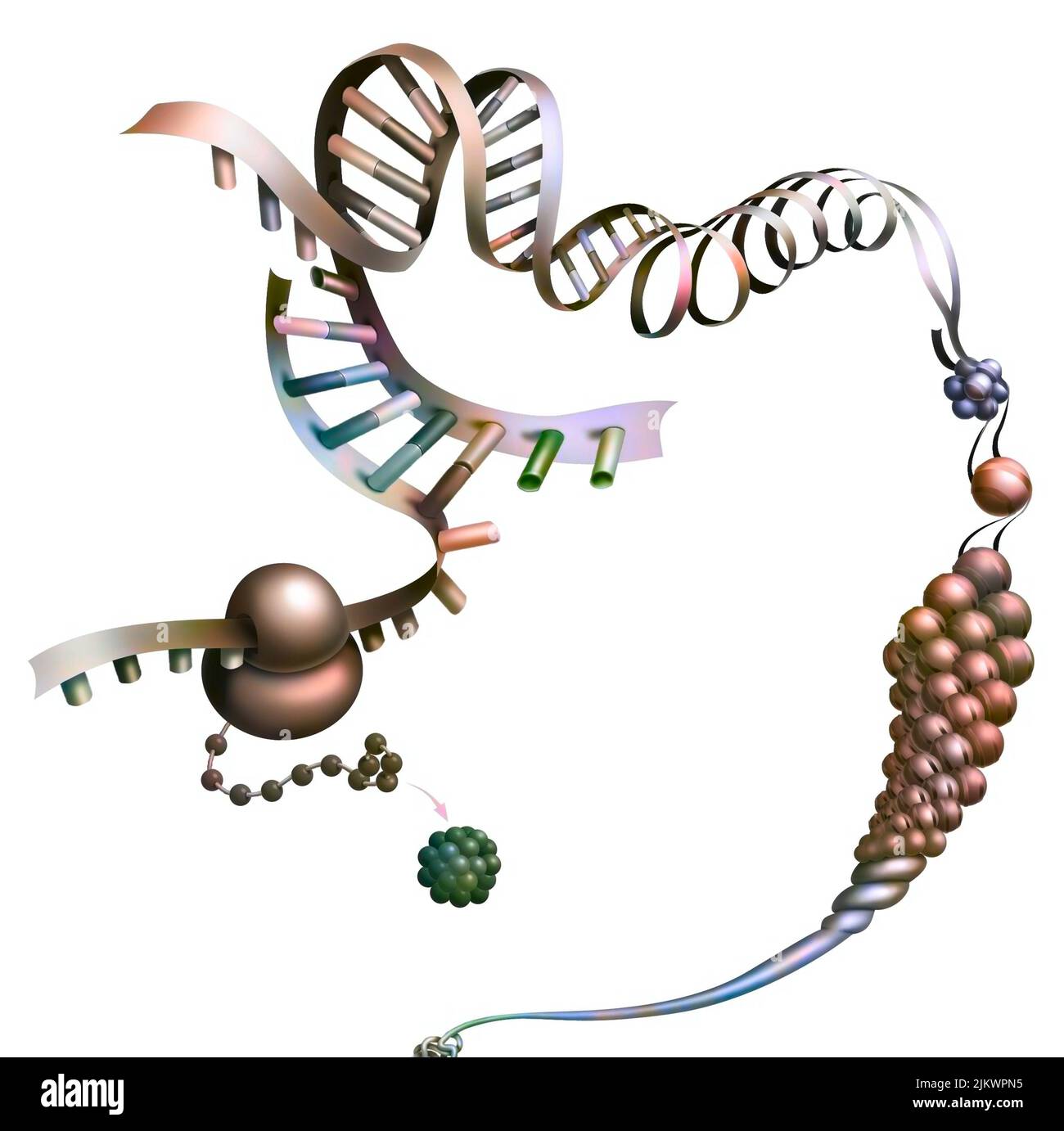 Detail, das die Synthese eines Proteins aus Boten-RNA darstellt. Stockfoto