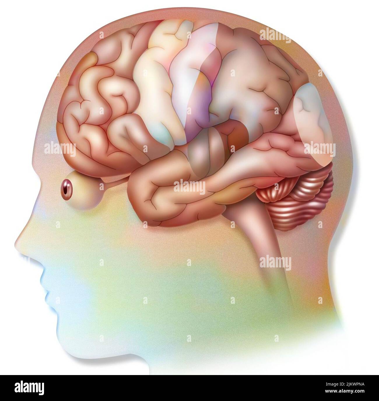 Menschliches Gehirn mit Bereichen (Sprache, Hören, Sehen) und Kortizes (motorisch, sensorisch). Stockfoto