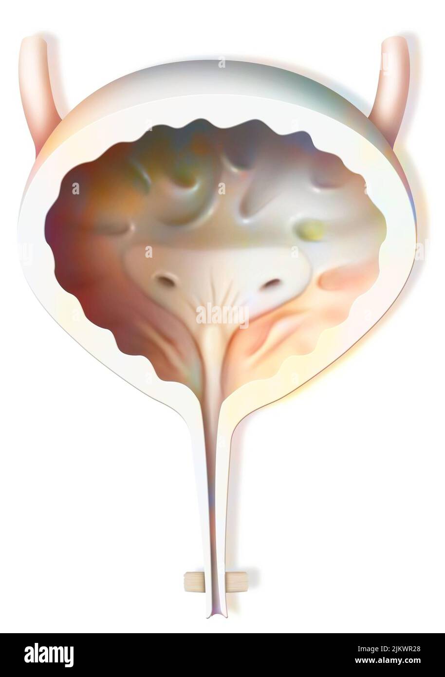 Blase bei Frauen im frontalen Bereich mit den Harnleitern, dem Blasentrigon und der Harnröhre. Stockfoto
