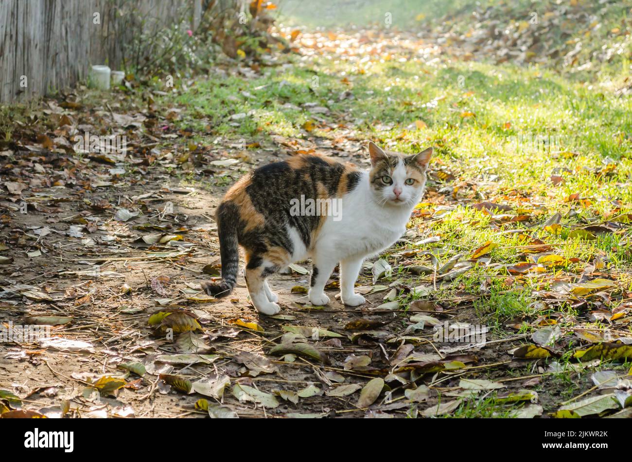Porträt einer gelb-grau-weißen Katze mit einem bunten Schwanz, in einer natürlichen Umgebung, von der Sonne beleuchtet. Stockfoto