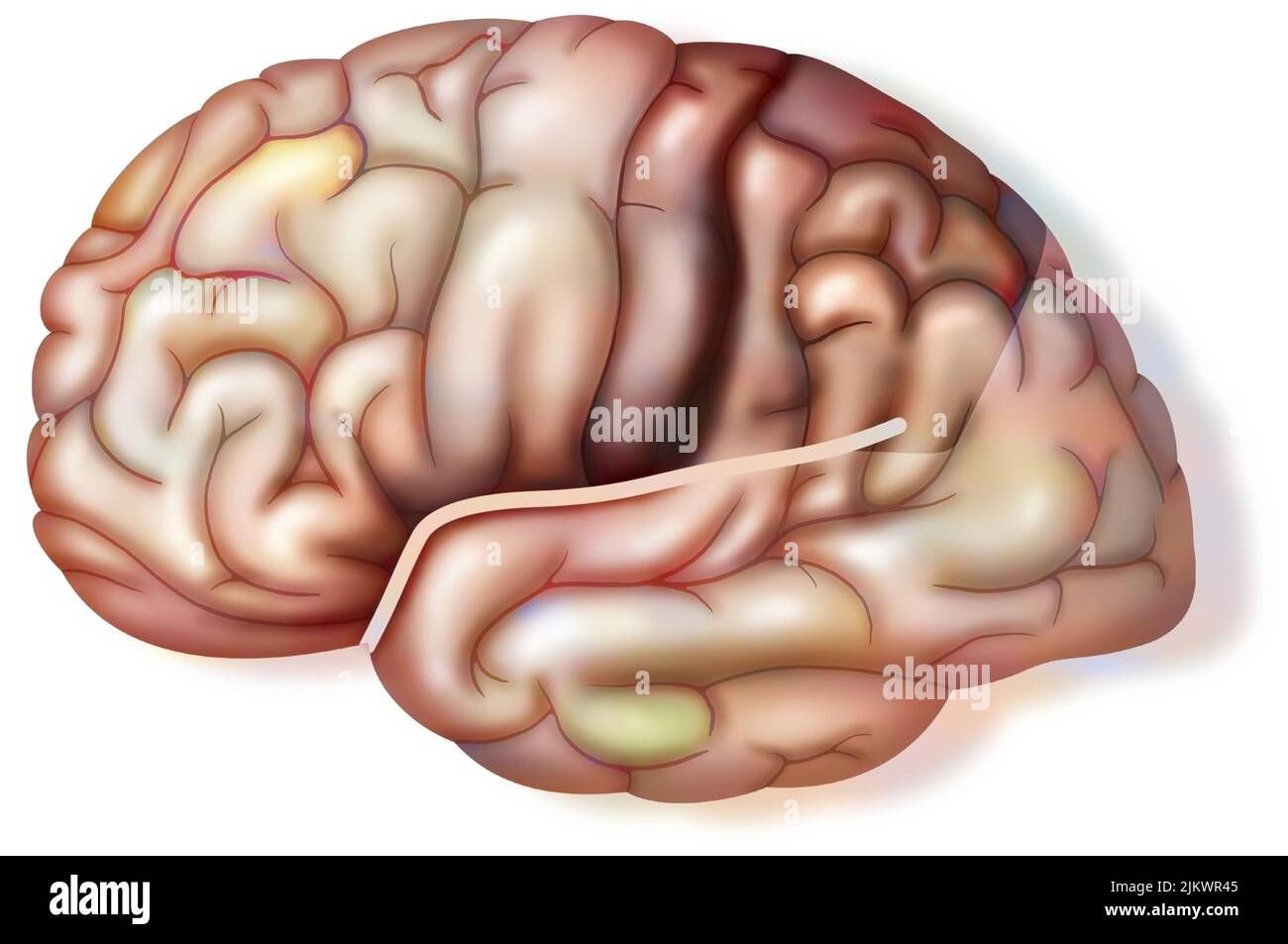 Normales Gehirn mit Sylvianer Fissur und Parietallappen. Stockfoto