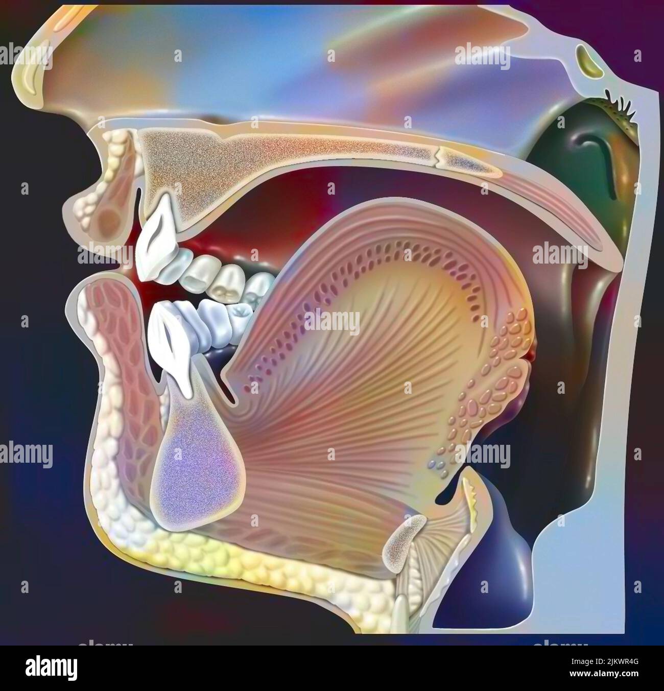 Position der Organe während der Aussprache des 'U' in der Phonation. Stockfoto
