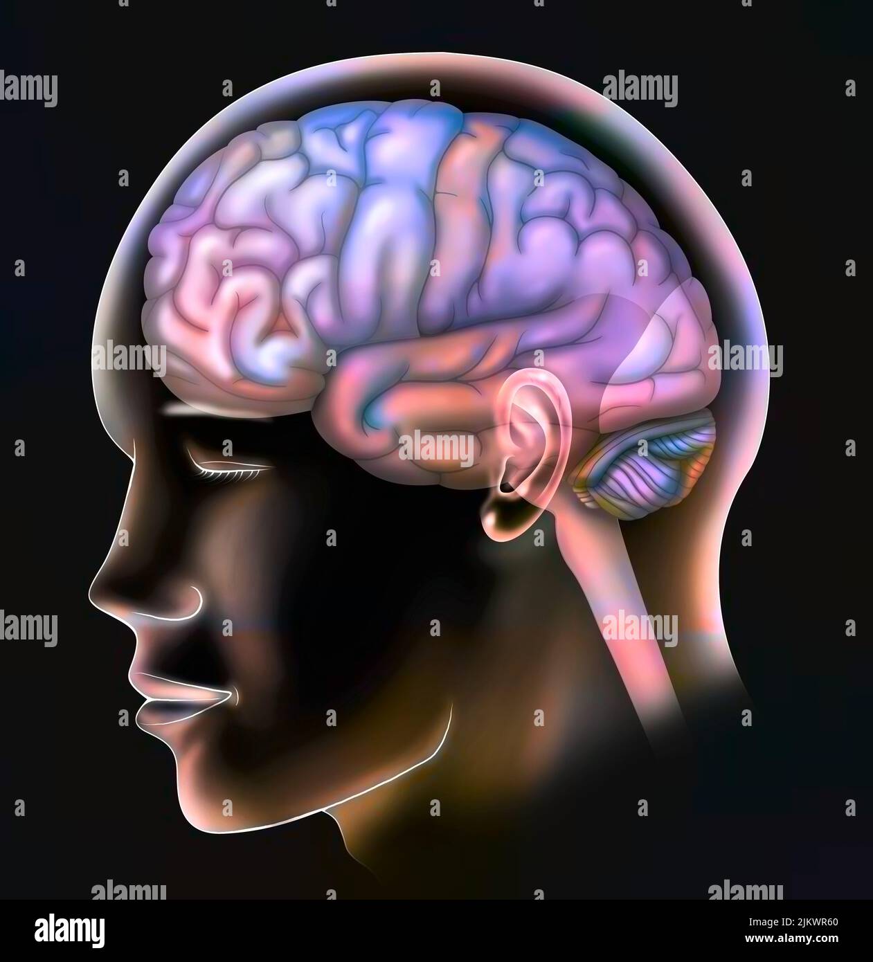 Die Lappen des Gehirns: Frontale, parietale, zeitliche und okzipitale Lappen. Stockfoto