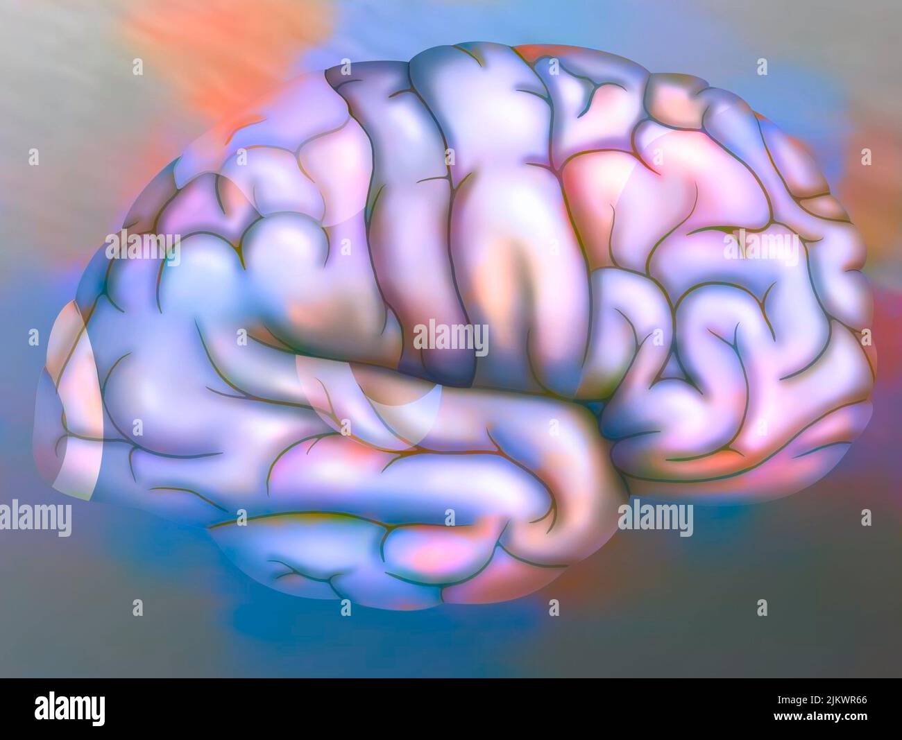 Hirnareale der rechten Hemisphäre: cortex (visueller, parietaler, sensorischer, motorischer, prämotorischer) und auditorischer Bereich. Stockfoto