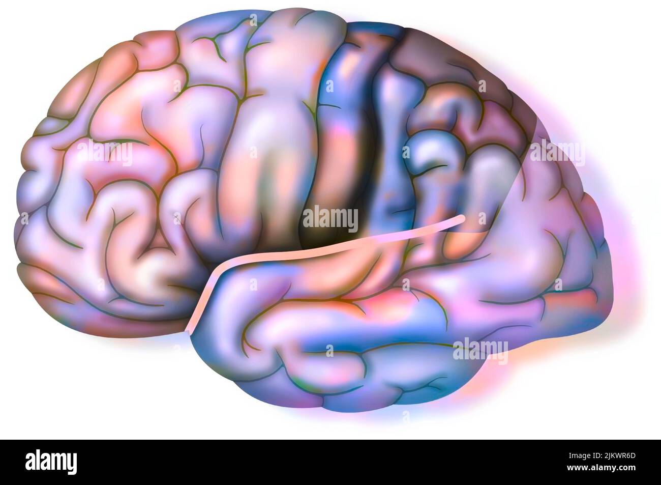 Normales Gehirn mit Sylvianer Fissur und Parietallappen. Stockfoto