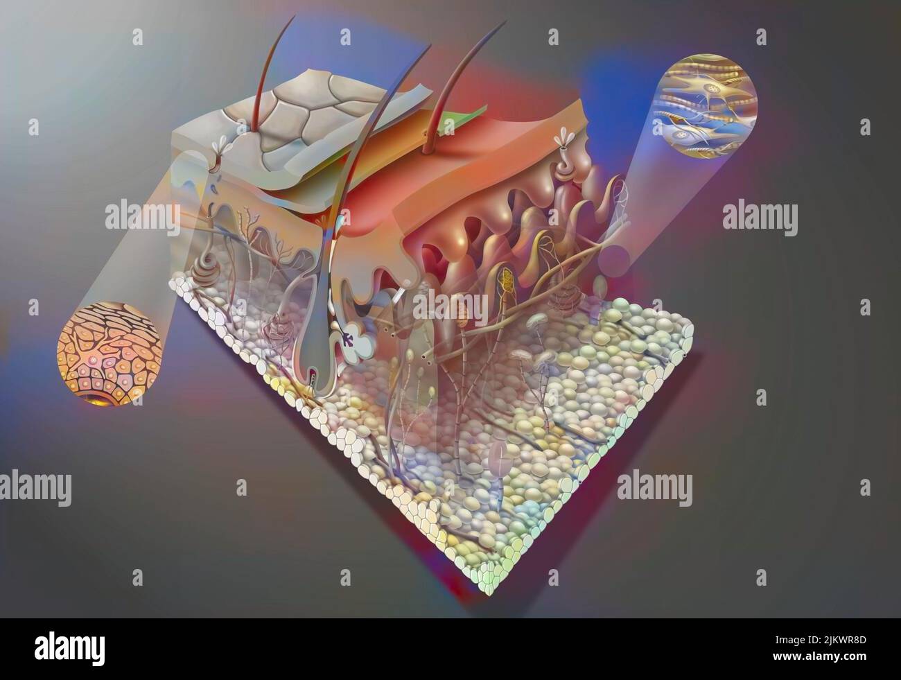 Hautabschnitt, der alle Strukturen zeigt: Die Schichten der Epidermis, der Dermis und der Unterhaut. Stockfoto