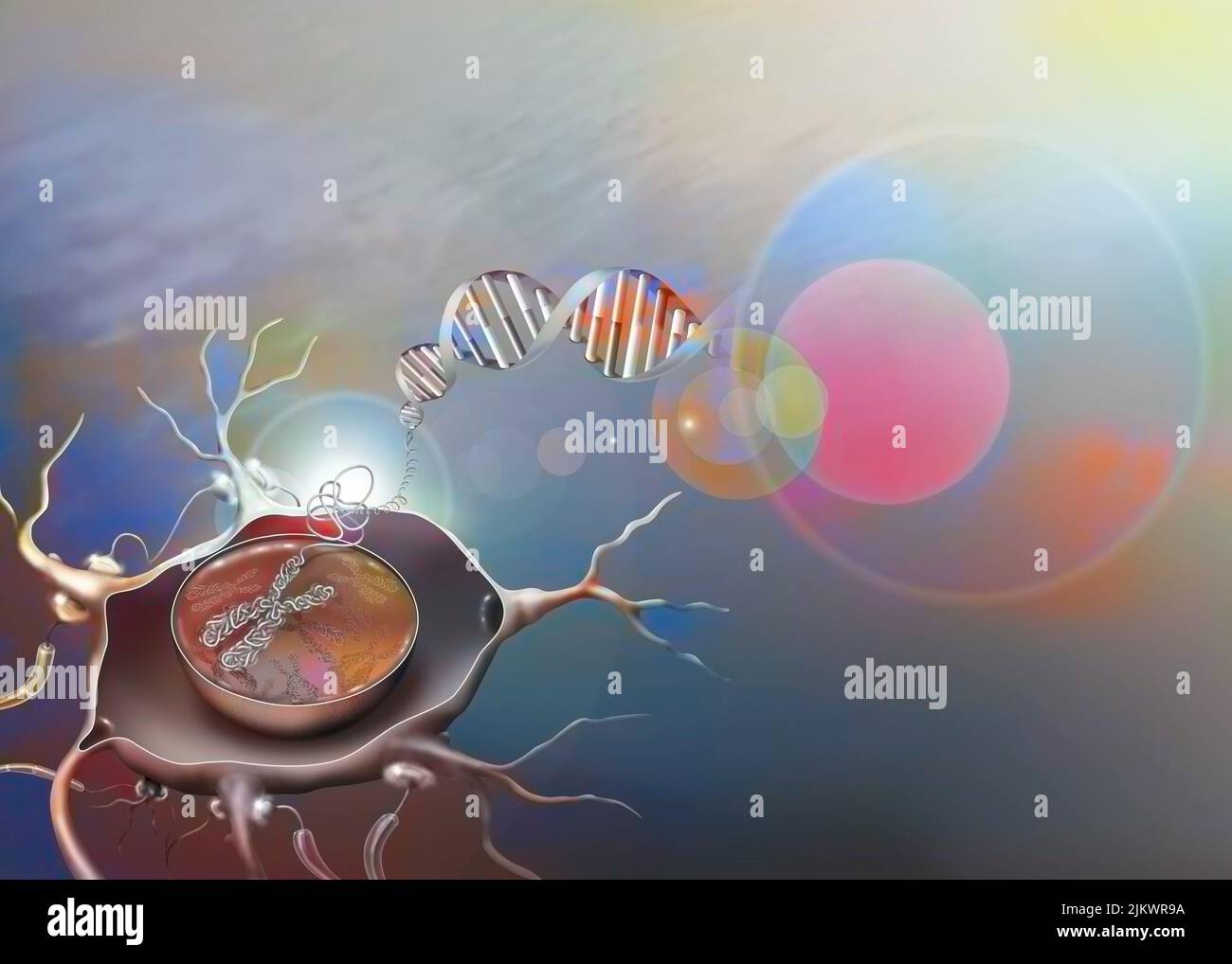 Nervenzelle mit Zoom auf seinen Kern und seinen Inhalt: Chromosom. Stockfoto