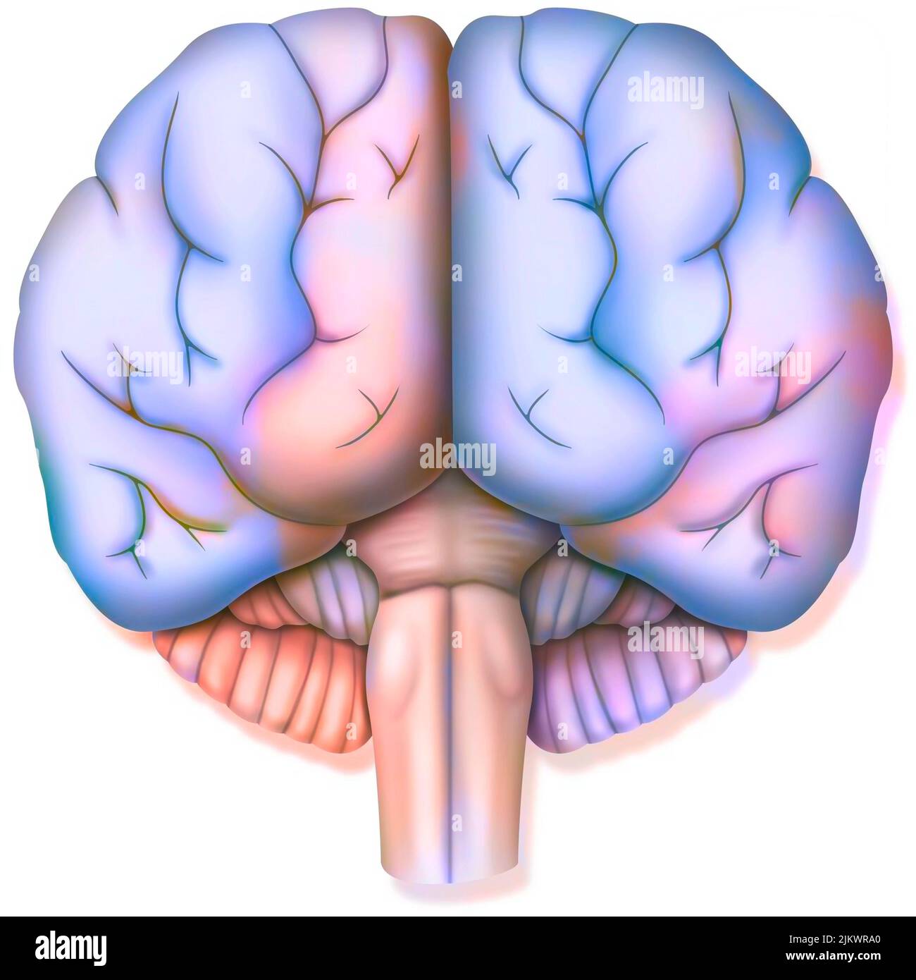 Gehirn, mit den beiden Gehirnhälften, dem Zerebellum und dem Hirnstamm. Stockfoto