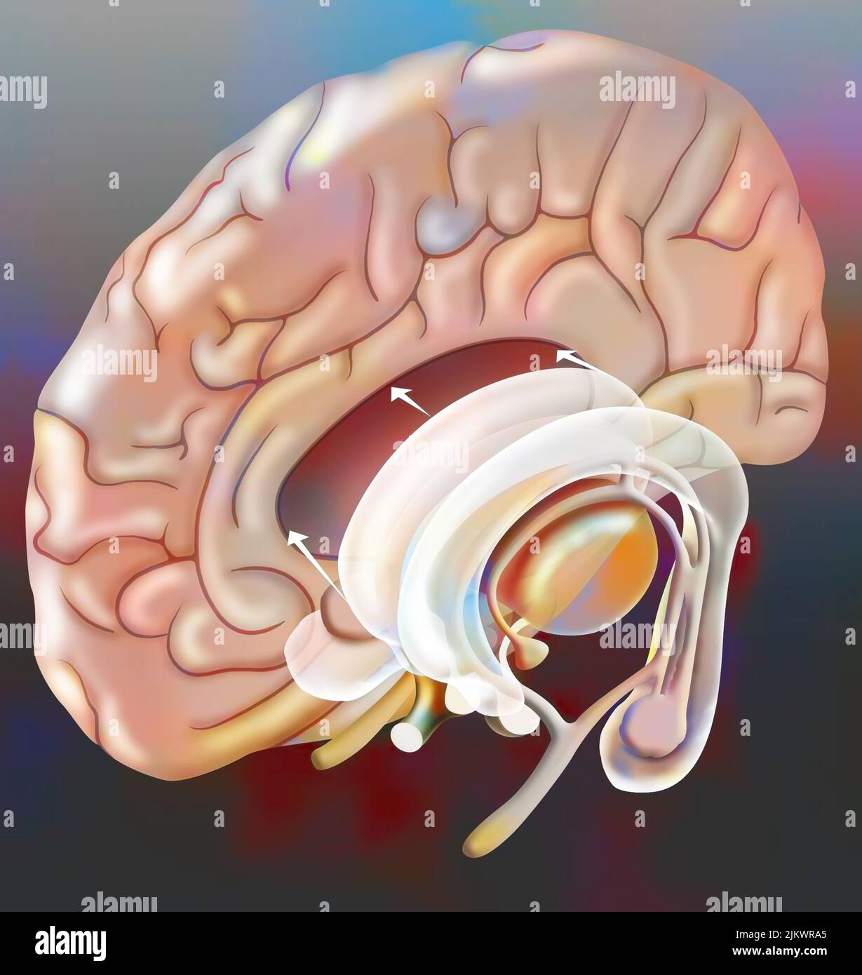 Die medianen Strukturen, die die Gehirnhemisphäre verbinden (Hippocampus, Hypothalamus, Hypophyse..). Stockfoto