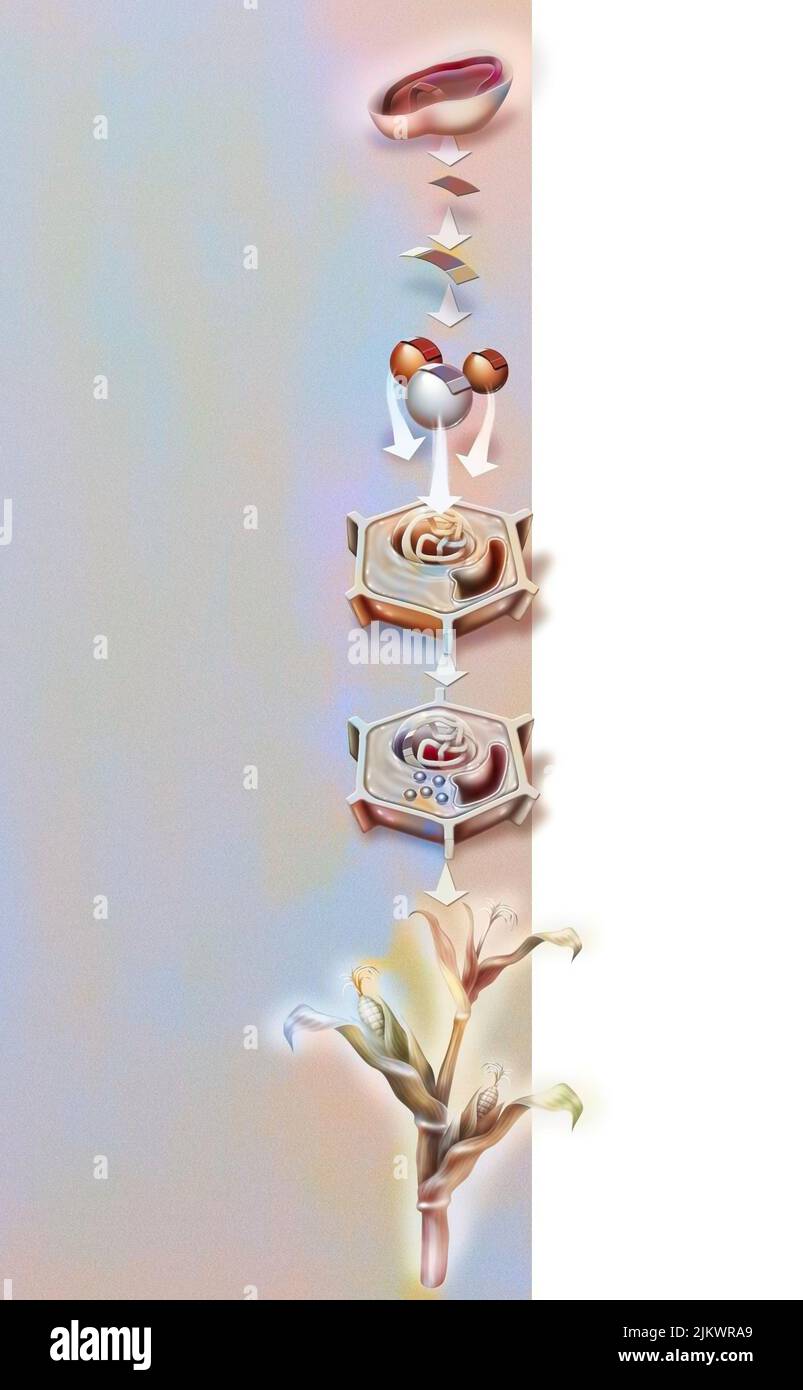 Rezept für die Herstellung eines GVO, aus einem Stück bakterieller DNA. Stockfoto