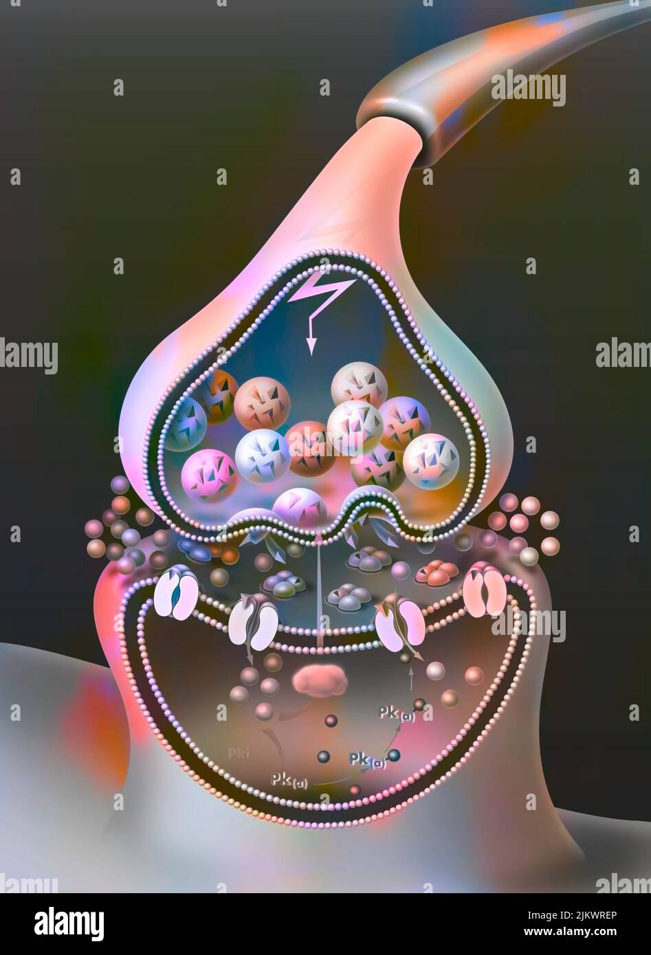 PTL (Langzeit-Potenzierung), Schritt 1: Massive Freisetzung von Glutamat durch das präsynaptische Element. Stockfoto