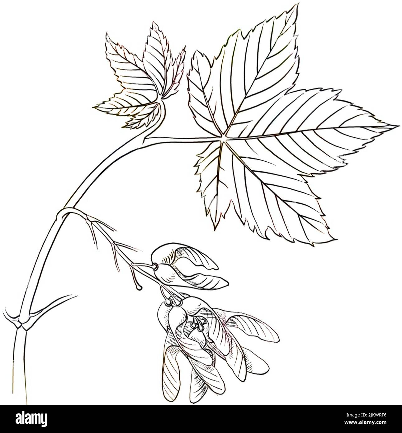 Blätter und Früchte (Disamares) des Ahorns (Acer pseudoplatanus). Stockfoto
