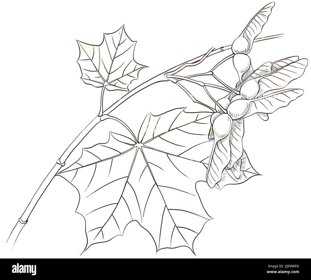Blätter und Früchte (Disamares) des plane Ahorns (Acer platinoïdes). Stockfoto