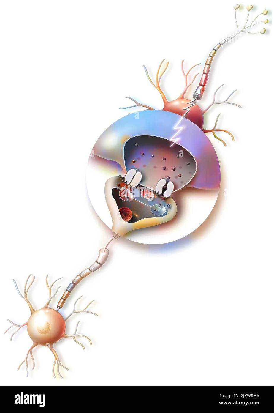 Übertragung von Nervenimpulsen und Zoom auf eine Synapse. Stockfoto