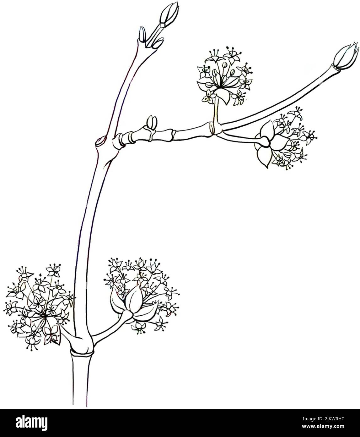 Männliches Dogwood (Cornus Mas) blüht auf weißem Hintergrund. Stockfoto