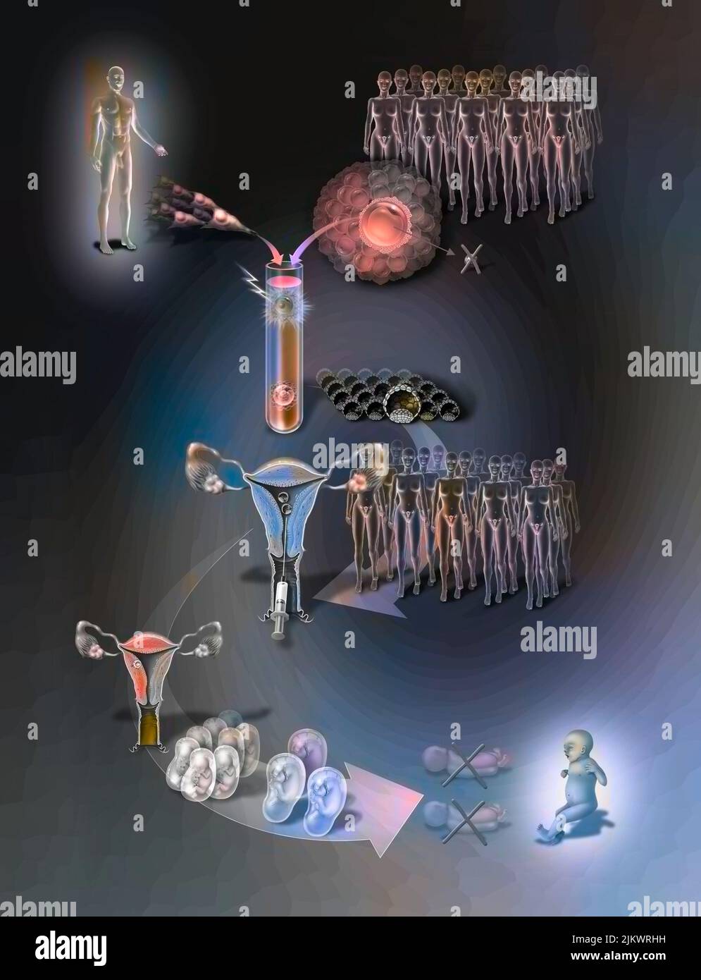 Klonerfahrung, die es ermöglicht, ein einziges lebensfähiges Baby bei einer großen Anzahl von Eizellen-Spendermüttern zu erhalten. Stockfoto