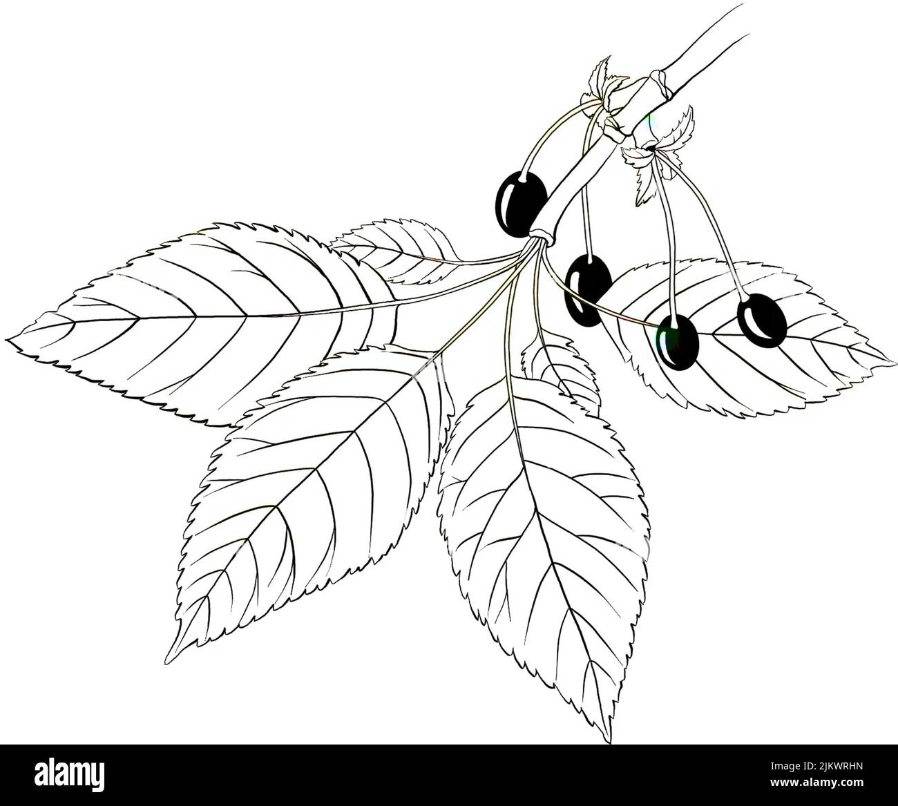Blätter und Früchte der Wildkirsche (Prunus avium). Stockfoto