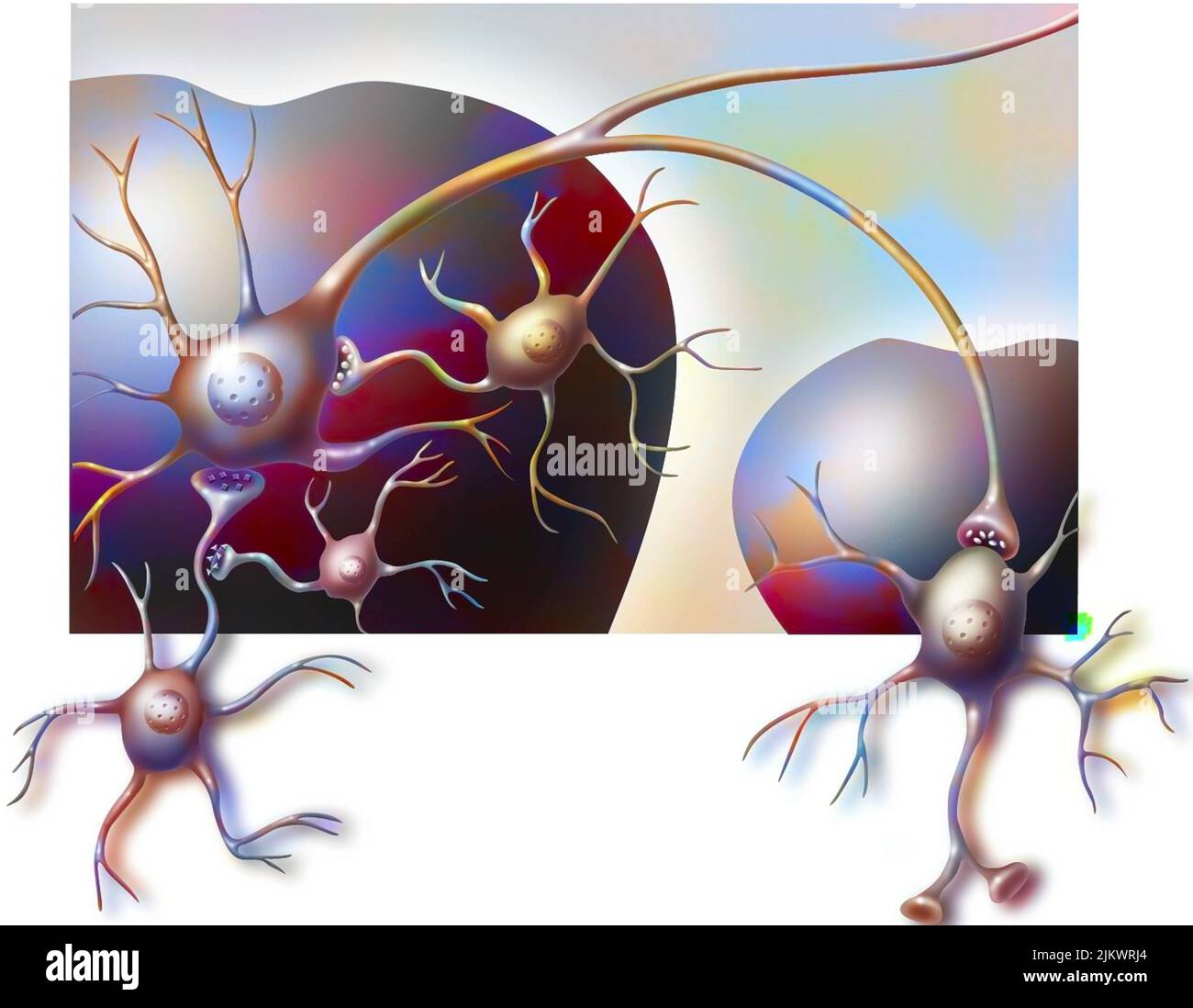 Die ventrale Tegmentregion des Gehirns und des Kerns akkumbt sich mit ihren Neuronen. Stockfoto