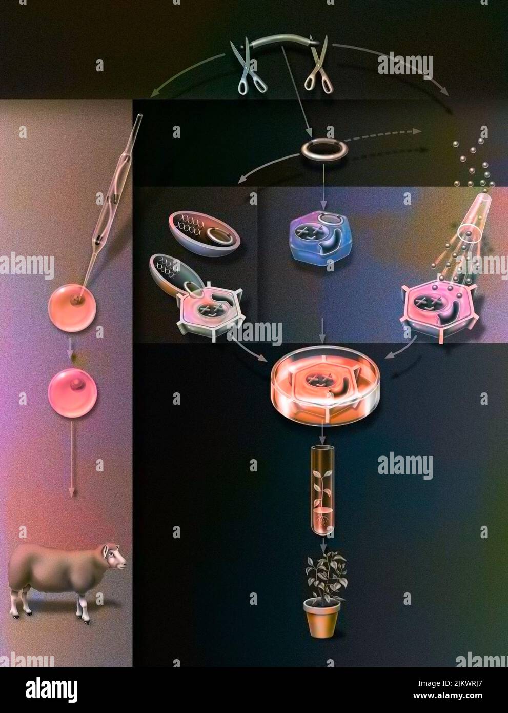 Verschiedene Techniken zur Gewinnung von GVO aus transformierten DNA. Stockfoto