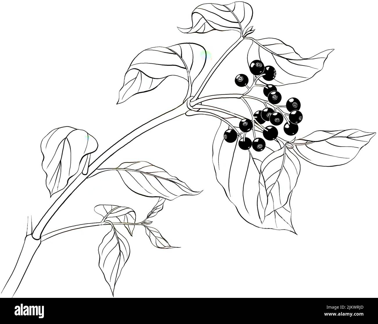 Früchte des Blutdogholzes (Cornus sanguinea) auf weißem Hintergrund. Stockfoto